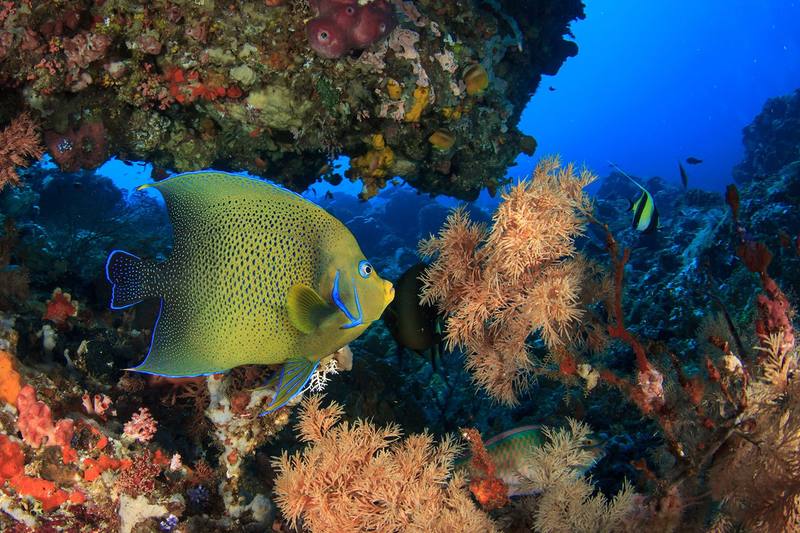 An angelfish among colourful corals on a reef near Tulamben