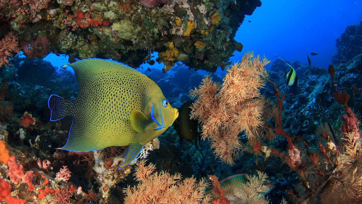 An angelfish among colourful corals on a reef near Tulamben