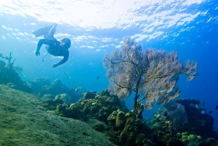 A diver swimming beside a large sea fan on a coral reef in Amed