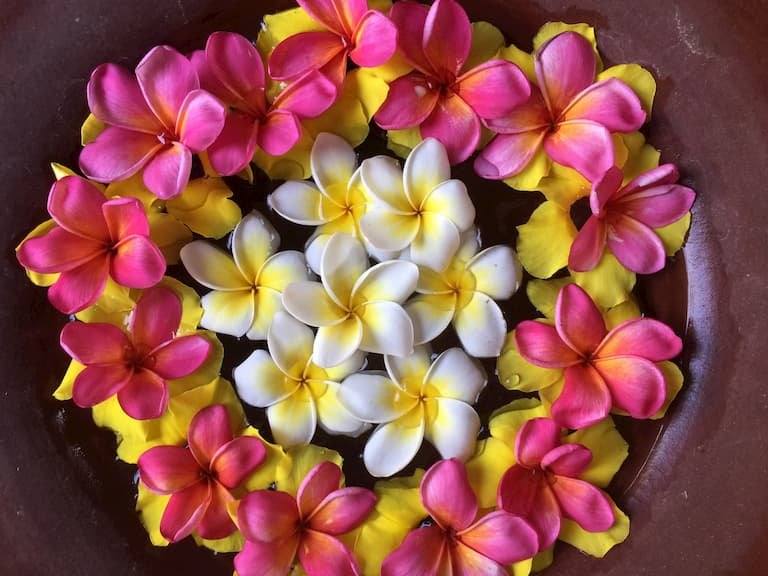 A Balinese flower offering of pink and white frangipani