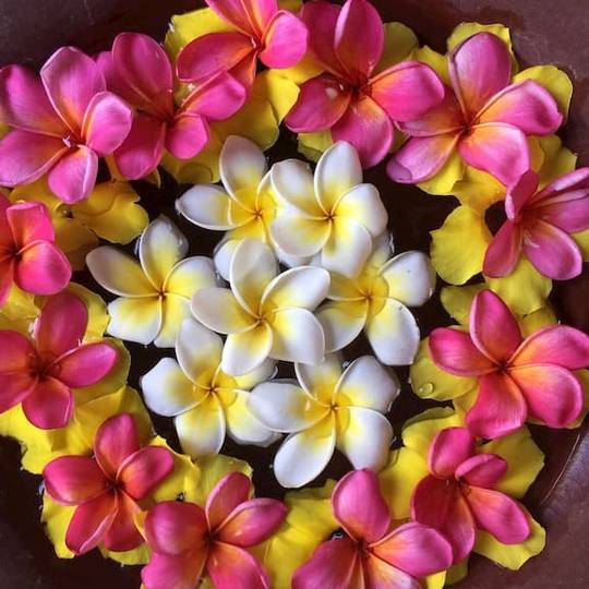 A Balinese flower offering of pink and white frangipani