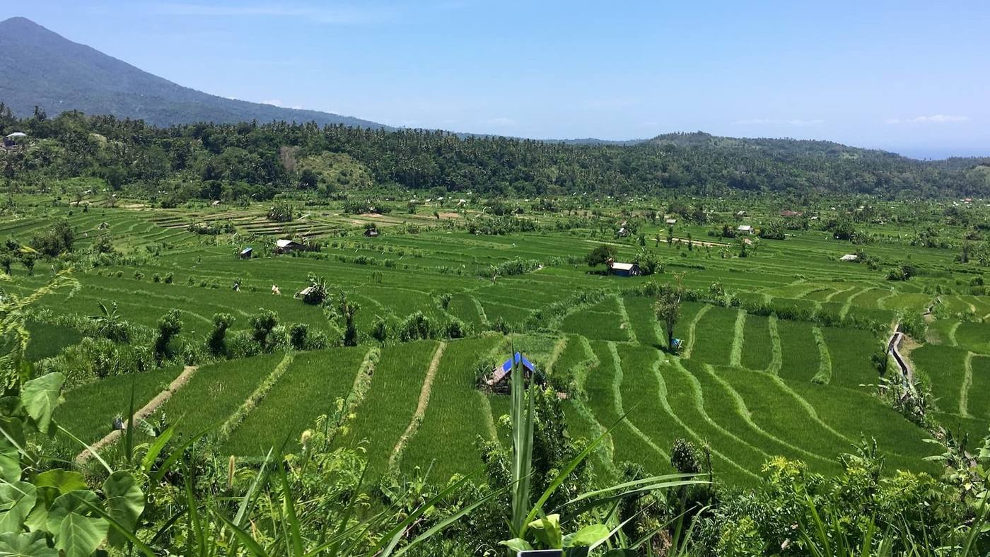 Green rice terraces in the hills of east Bali with mountains in the distance