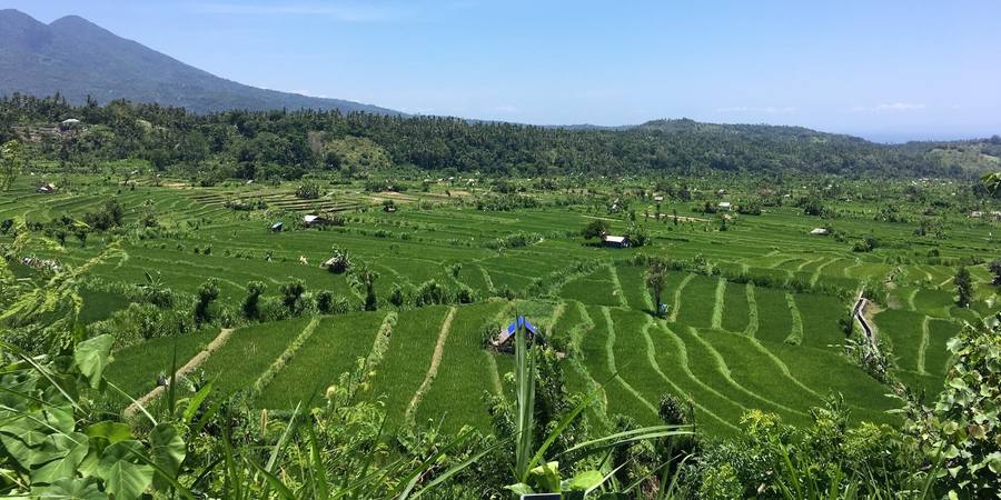 Green rice terraces in the hills of east Bali with mountains in the distance